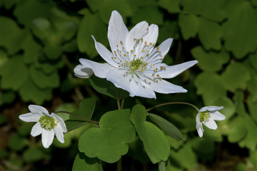 Rue anemone a spring ephemeral in bloom.