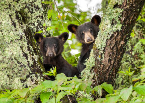 Smoky Mountain Wildlife Photos, Photographer Barry Spruce, Prints available at Cades Cove Gallery in Townsend TN.
