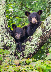 Smoky Mountain Wildlife Photos, Photographer Barry Spruce, Prints available at Cades Cove Gallery in Townsend TN.
