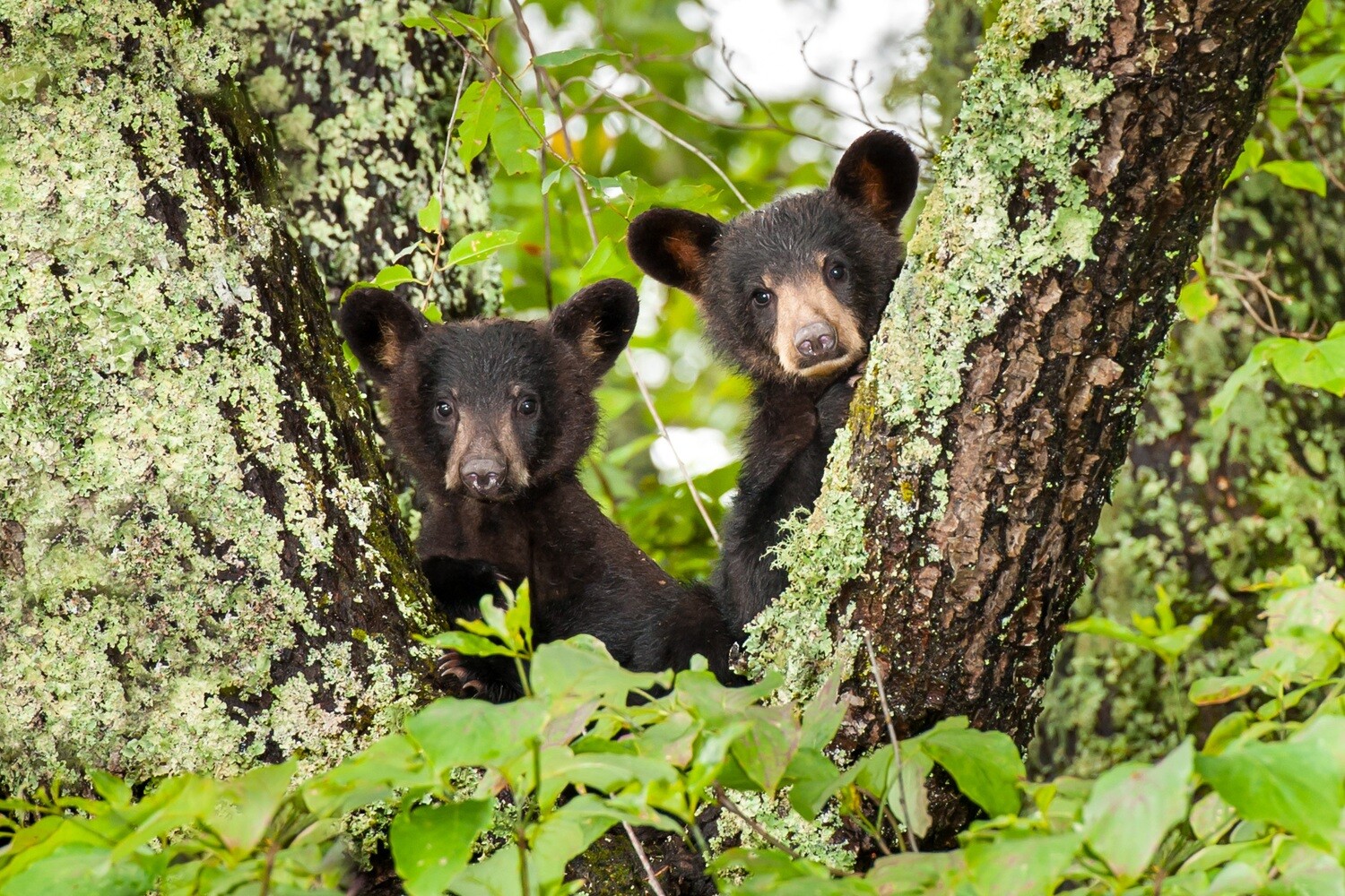 Smoky Mountain Bear Photos - Smoky Mountain Wildlife Photographer Barry Spruce