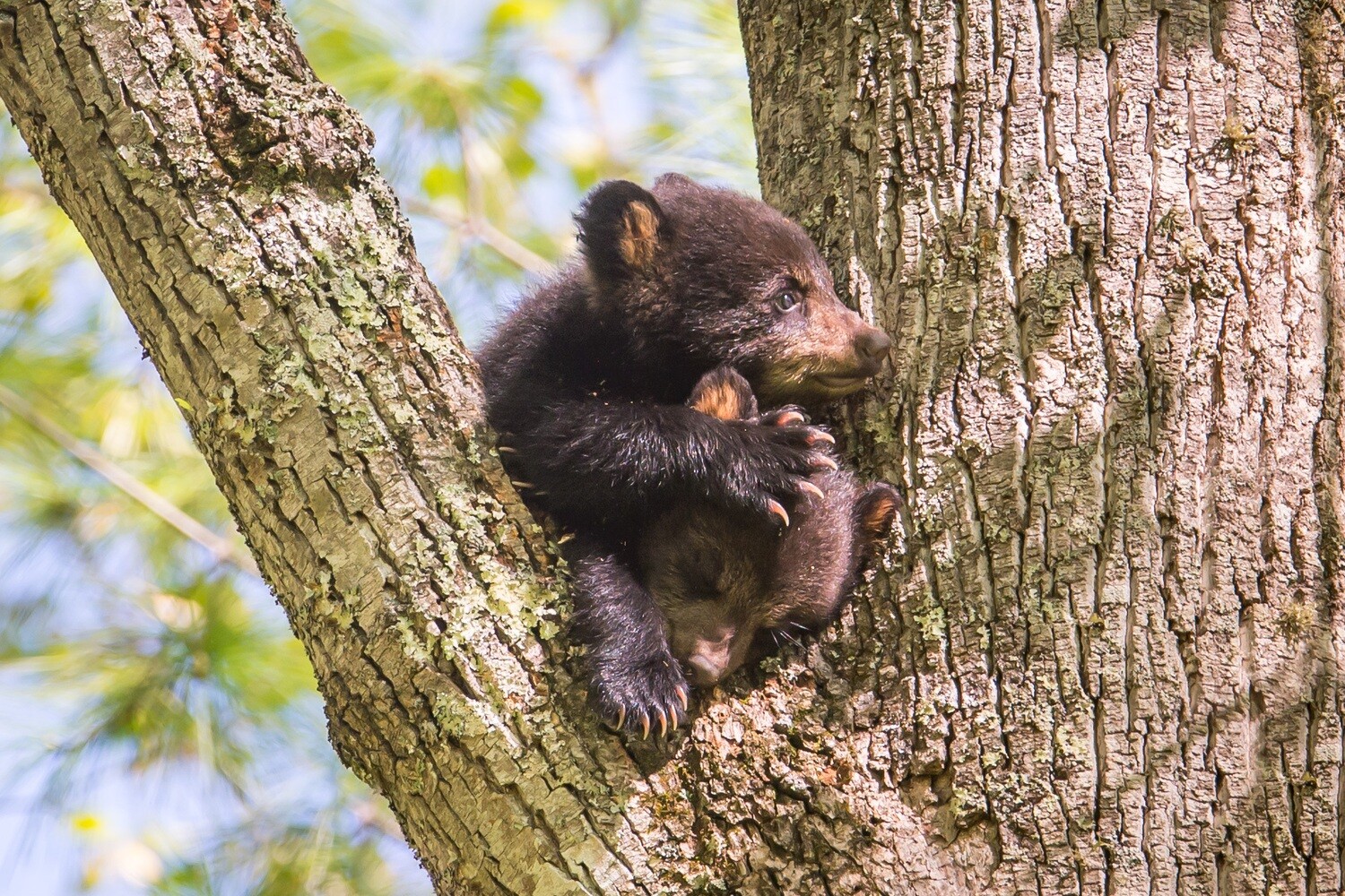 Smoky Mountain Bear Photos - Smoky Mountain Wildlife Photographer Barry Spruce