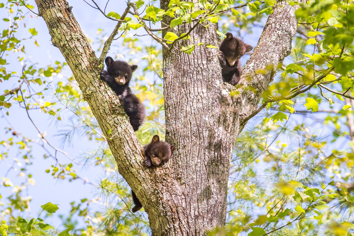 Smoky Mountain Bear Photos - Smoky Mountain Wildlife Photographer Barry Spruce