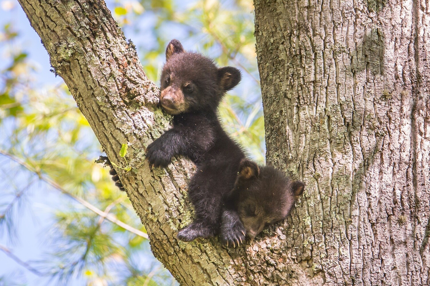 Smoky Mountain Bear Photos - Smoky Mountain Wildlife Photographer Barry Spruce