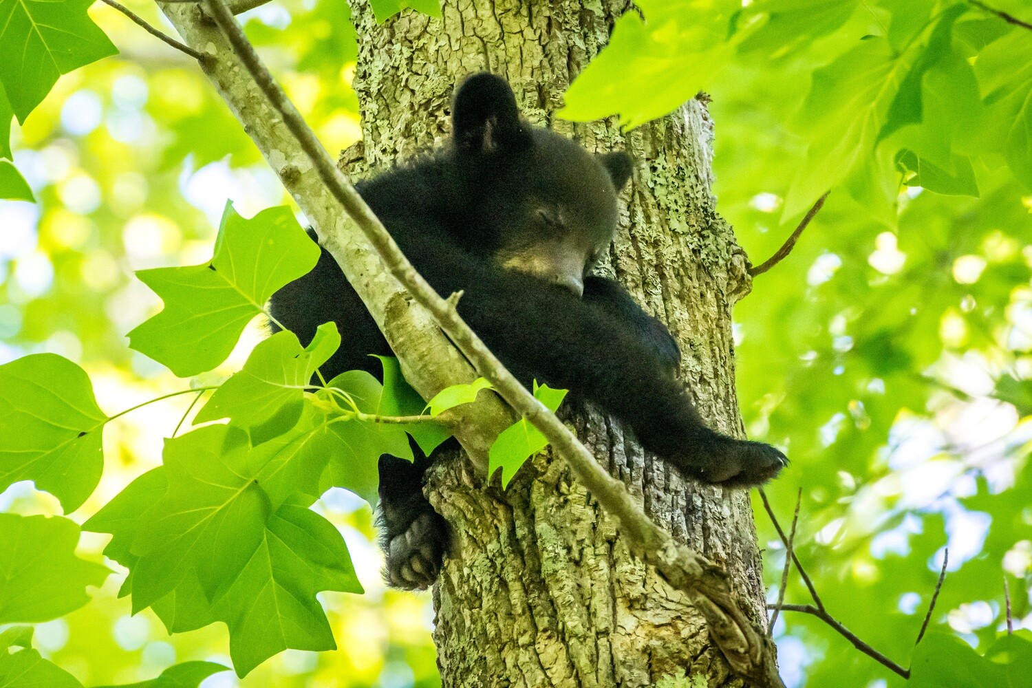 Smoky Mountain Bear Photos - Smoky Mountain Wildlife Photographer Barry Spruce