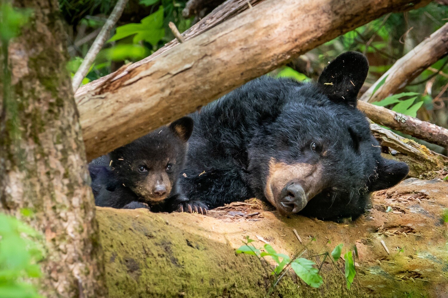 Cades Cove Gallery, Photographer Barry Spruce.