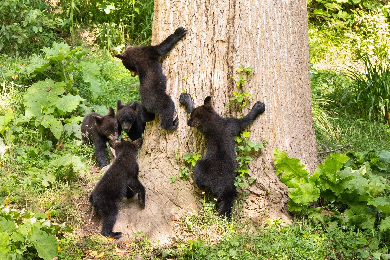 Smoky Mountain Bear Photos - Smoky Mountain Wildlife Photographer Barry Spruce
