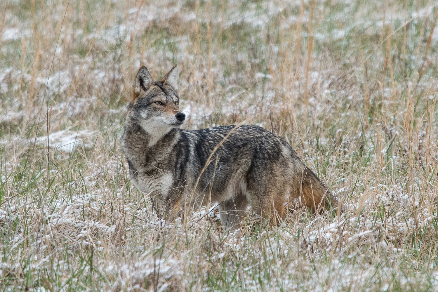 Smoky Mountain Fox & Coyote Photos - Cades Cove Gallery, Photographer Barry Spruce.