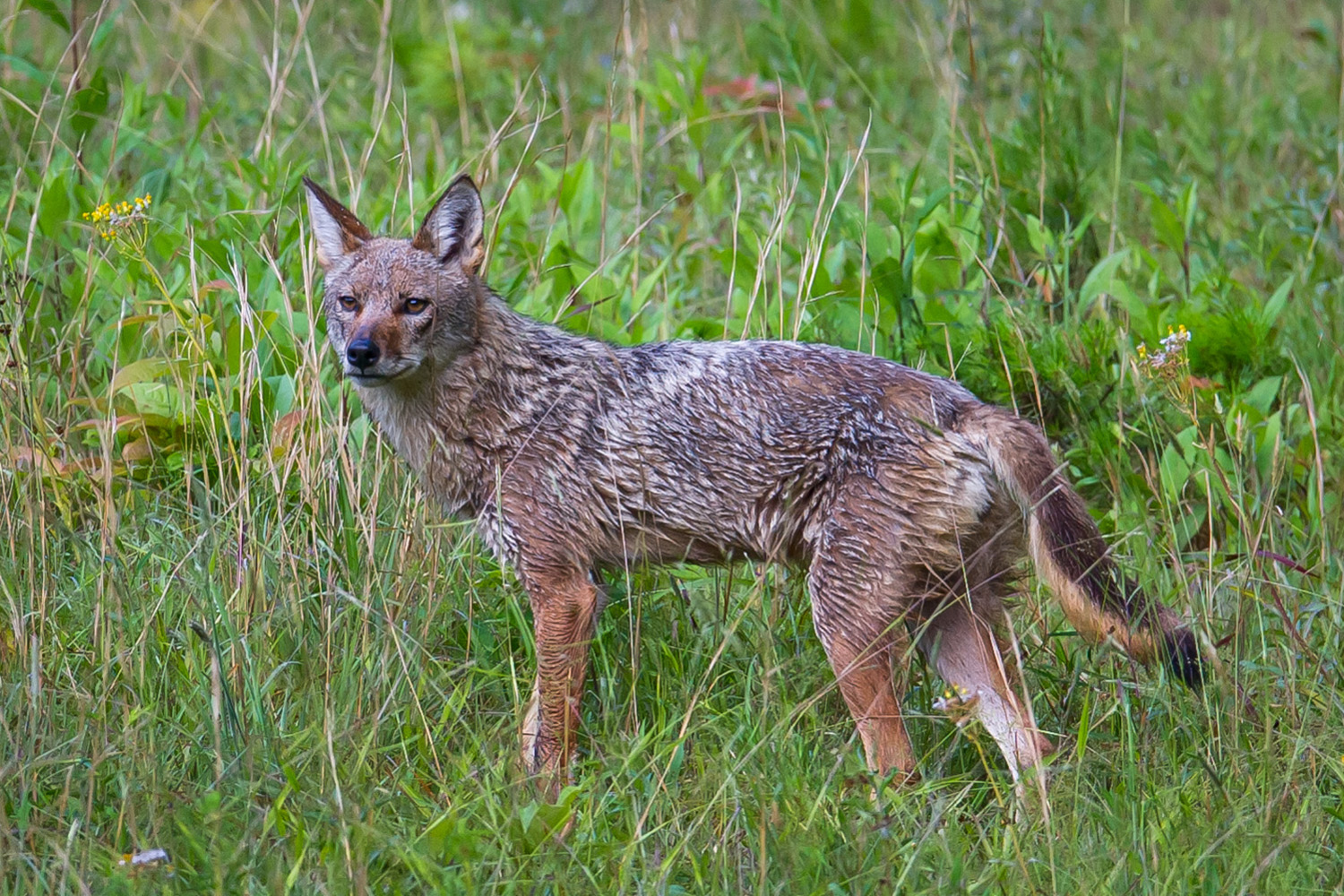 Smoky Mountain Fox & Coyote Photos - Cades Cove Gallery, Photographer Barry Spruce.