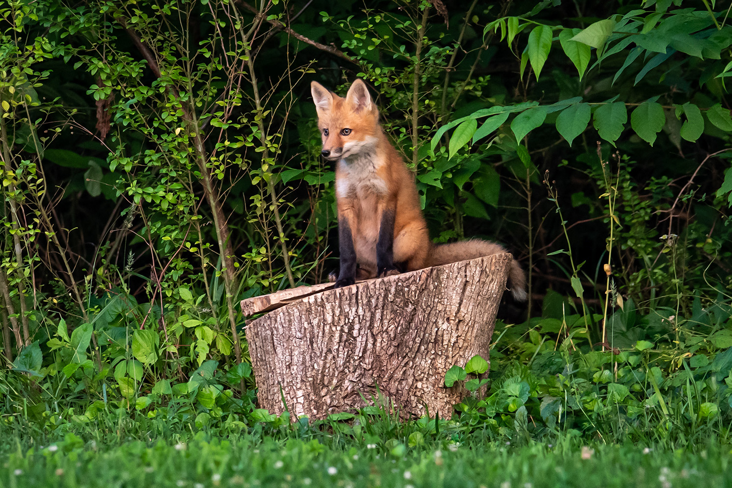 Smoky Mountain Fox & Coyote Photos - Cades Cove Gallery, Photographer Barry Spruce.