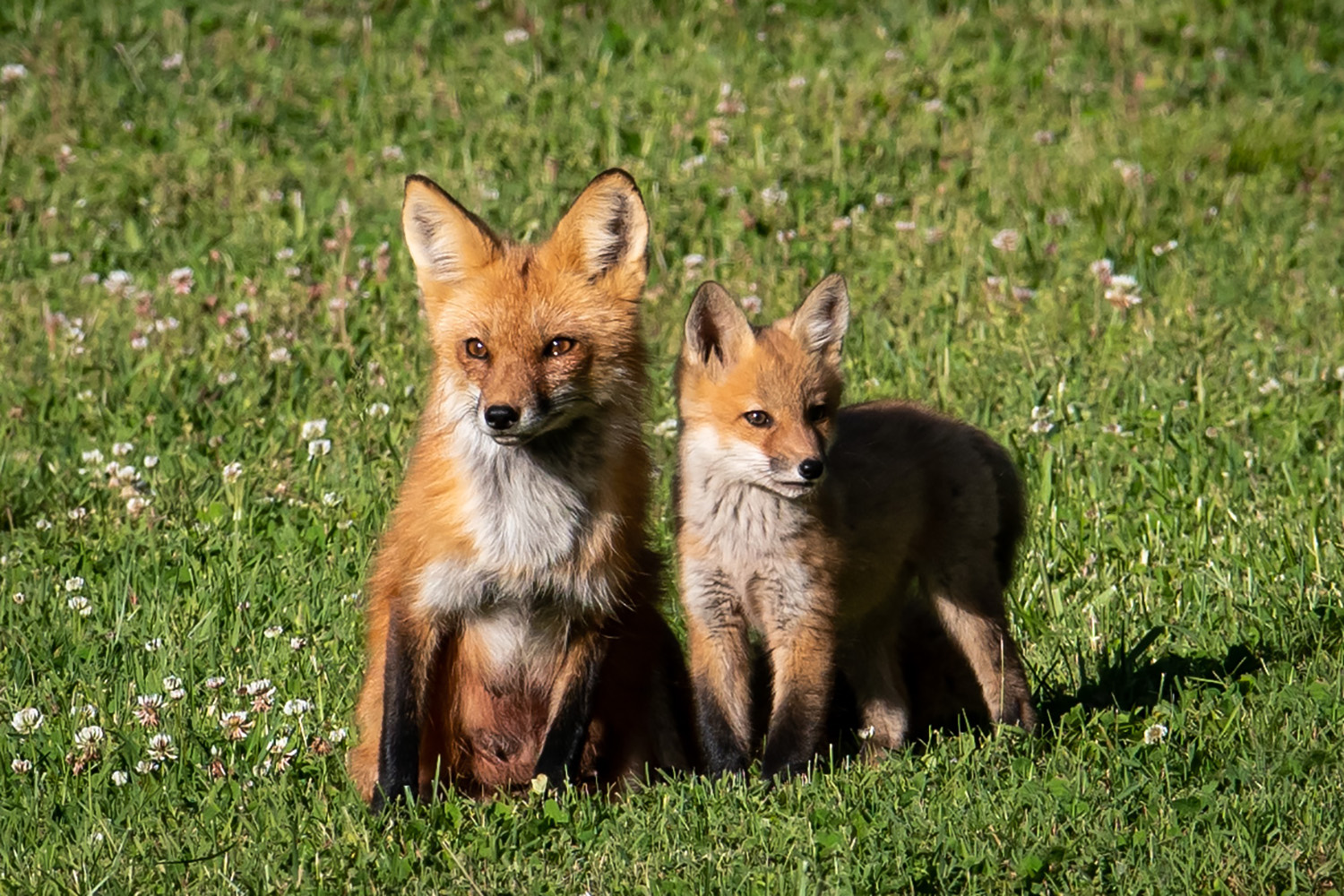 Smoky Mountain Fox & Coyote Photos - Cades Cove Gallery, Photographer Barry Spruce.