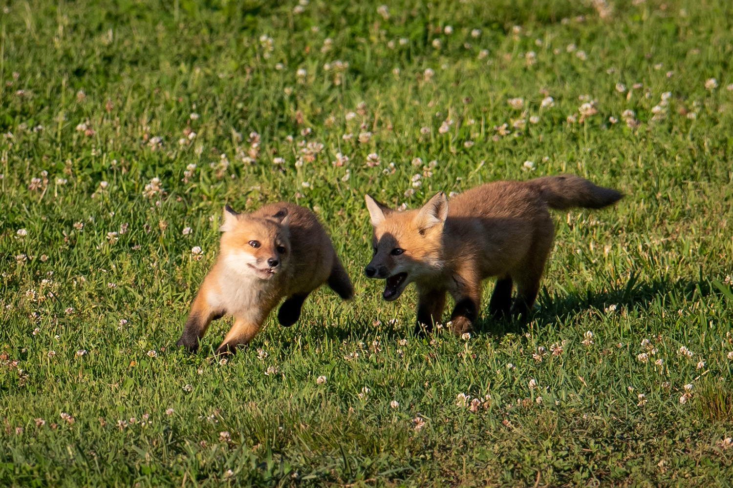 Smoky Mountain Fox & Coyote Photos - Cades Cove Gallery, Photographer Barry Spruce.