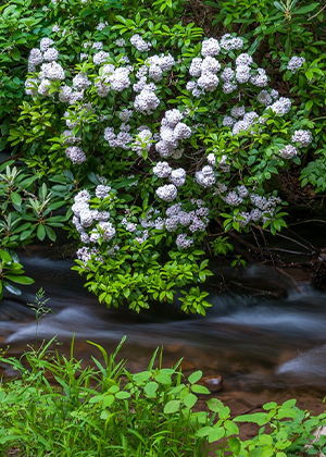 Cades Cove Gallery, Photographer Barry Spruce.