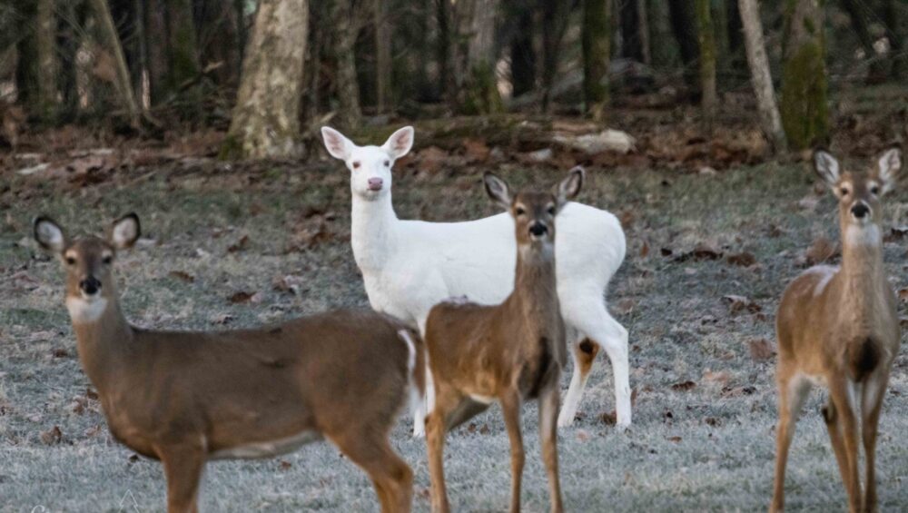Smoky Mountain Wildlife Photos, Photographer Barry Spruce, Prints available at Cades Cove Gallery in Townsend TN.