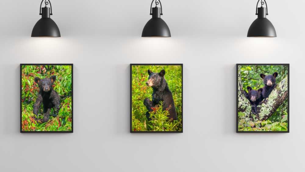 Grouping of three metal bear prints in simple black frames