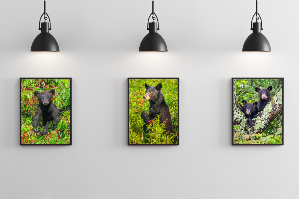 Grouping of three metal bear prints in simple black frames