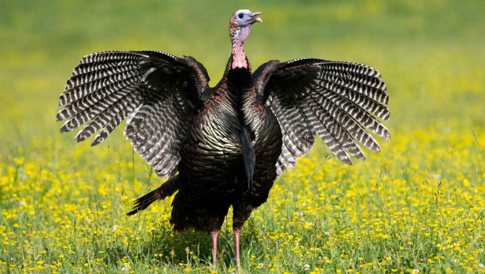 Tom turkey with wings spread in a field of yellow flowers