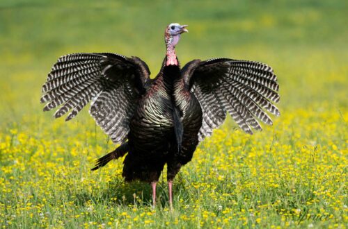 Tom turkey with wings spread in a field of yellow flowers