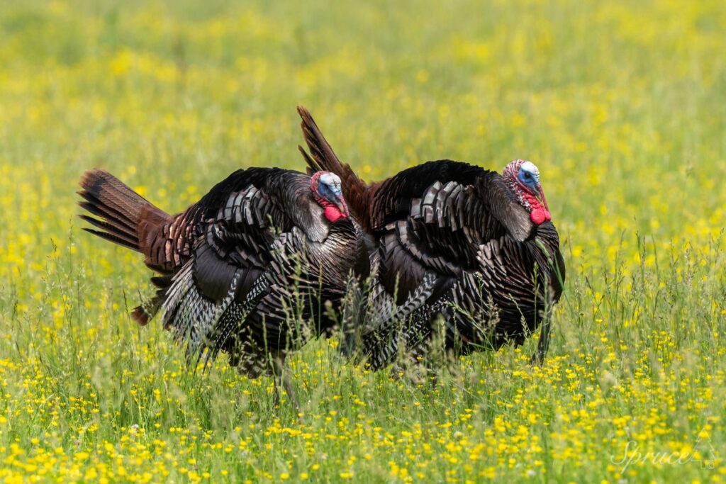 Two tom turkeys in a field of yellow flowers in Cade Cove