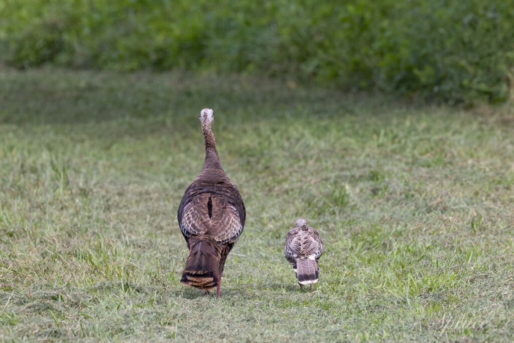 Turkey hen and poult walking side by side