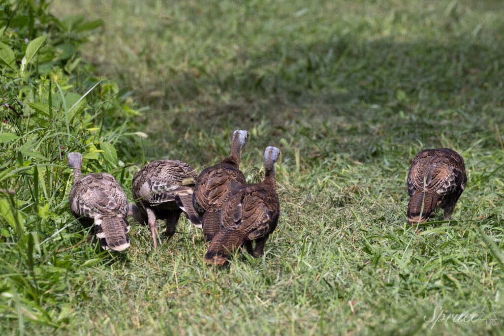 Group of turkey poults foraging in grass